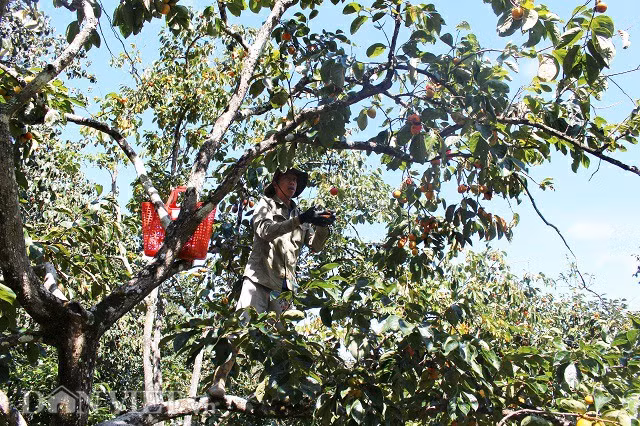 Tại đây, những cây hồng cao hàng chục mét, có rất nhiều trái và được trồng xen kẽ với những hàng cà phê. Người dân chủ yếu trồng xen để lấy bóng mát che cho cà phê và tăng thêm thu nhập, tuy nhiên giá trị kinh tế không cao.