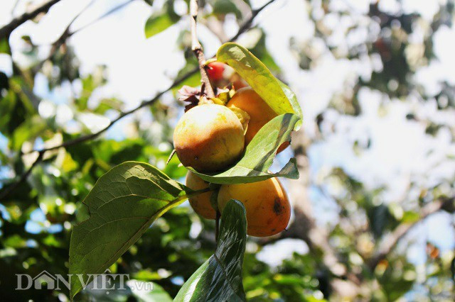 “Với khoảng 2ha, hồng được trồng trên 100 cây. Tuy nhiên, so với các loại cây ăn quả khác, thì hồng Đạt Lạt không phải tốn nhiều công chăm sóc. Hàng năm sau khi thu hoạch xong, người trồng sẽ tỉa bỏ những cành khô sau đó bỏ phân bón tổng hợp NPK để tăng thêm chất dinh dưỡng cho cây", anh Tân cho biết thêm.
