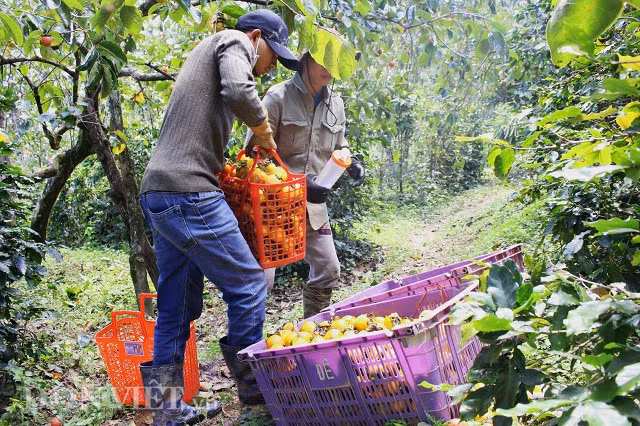 Mỗi ngày, anh và những người làm công của mình đến vườn và hái hồng bỏ đầy vào những chiếc sọt sau đó mang về nhà làm hồng treo. Những trái hồng được trọn là những trái vừa chín tới, đủ độ đường và vàng đều. Vì vậy, tại vườn của anh, những trái hồng chín đỏ sẽ không thu hoạch mà để rụng hoặc cho chim rừng đến ăn.