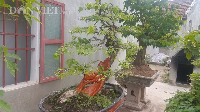 “Cu” hoa giay dang “sieu pham”, coi di ma gia hon 100 trieu o Nam Dinh