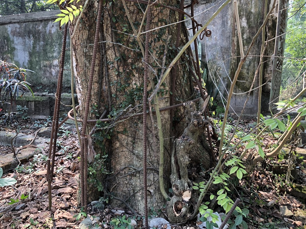 Cây sưa đang "hấp hối" này có đường kính lên tới hơn 1m.