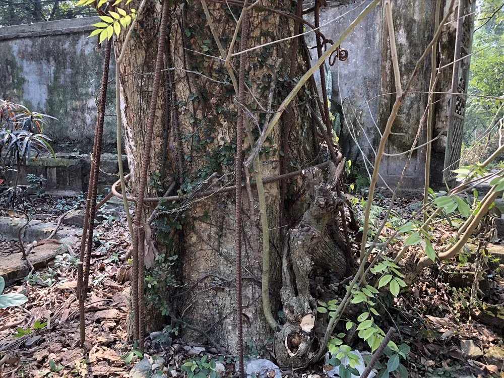 Cây sưa đang "hấp hối" này có đường kính lên tới hơn 1m.