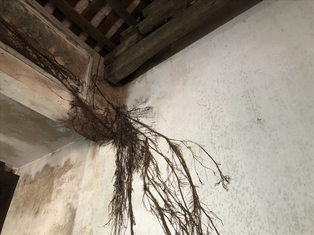 Rễ cây đa mọc trên mái chùa len cả vào bên trong.