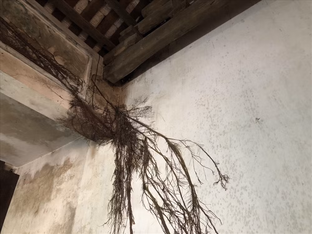 Rễ cây đa mọc trên mái chùa len cả vào bên trong.