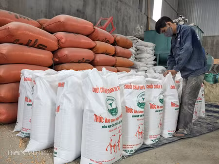 Tan mat thay trau ngo khong lo, dac san quy hiem co 1-0-2 o Viet Nam-Hinh-3