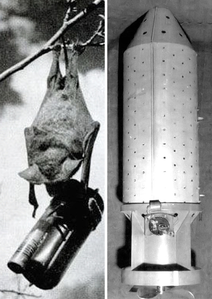 Trong Chiến tranh thế giới 2, quân đội Mỹ nghiên cứu và phát triển bom dơi. Theo thiết kế, những con dơi mang theo bom cháy siêu nhỏ (chưa đến 20 gram) đủ sức thiêu rụi một thành phố của Nhật Bản.