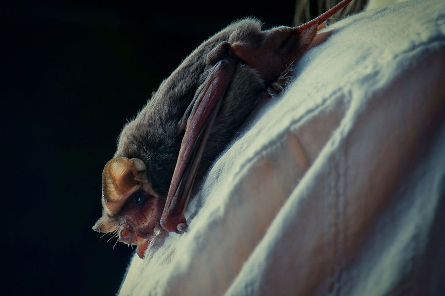 Khi ấy, Mỹ không công bố bất cứ lý do nào khiến dự án không được thực hiện dù đã tiêu tốn ngân sách khoảng 2 triệu USD.