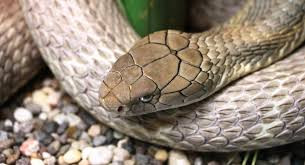 Nhờ những con rắn độc và bọ cạp, thi hài các vị vua Ai Cập được bảo vệ nguyên vẹn cùng với đồ tùy táng trong lăng mộ.