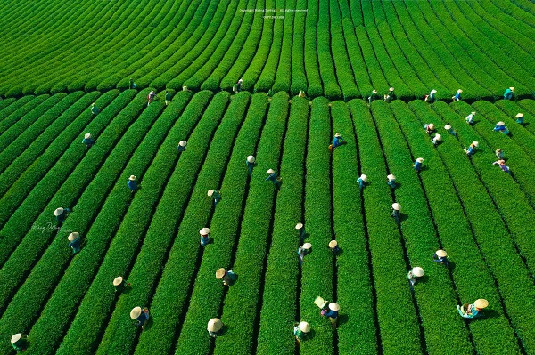 Me man khung canh doi che Moc Chau voi goc nhin tu tren cao