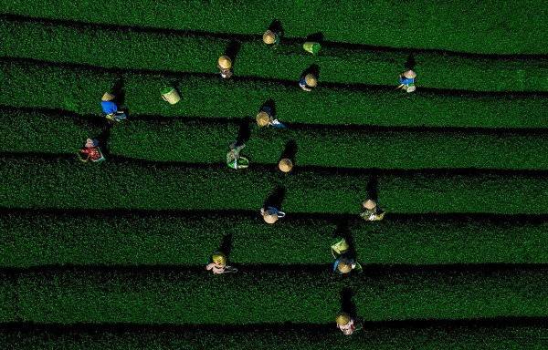 Me man khung canh doi che Moc Chau voi goc nhin tu tren cao-Hinh-4