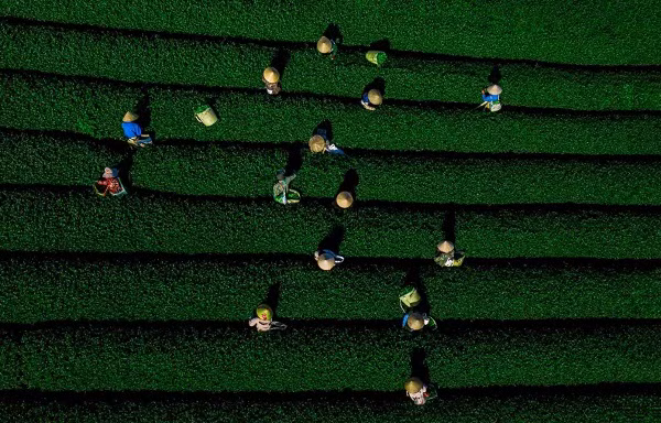 Me man khung canh doi che Moc Chau voi goc nhin tu tren cao-Hinh-4