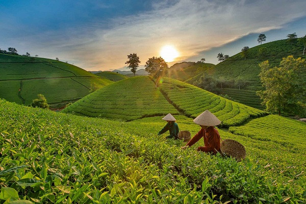 Me man khung canh doi che Moc Chau voi goc nhin tu tren cao-Hinh-7