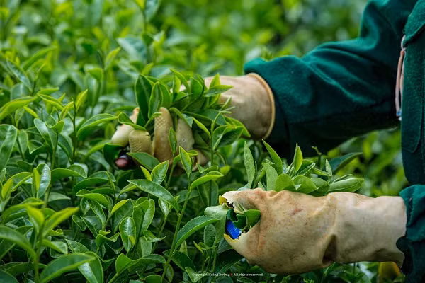 Me man khung canh doi che Moc Chau voi goc nhin tu tren cao-Hinh-12