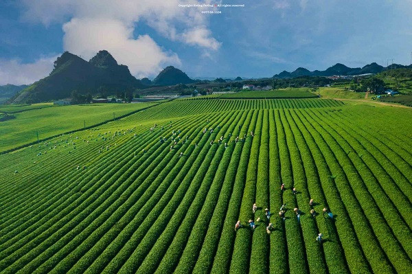 Me man khung canh doi che Moc Chau voi goc nhin tu tren cao-Hinh-9