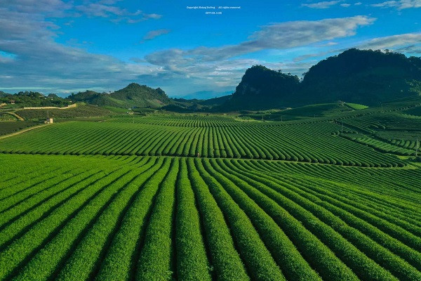 Me man khung canh doi che Moc Chau voi goc nhin tu tren cao-Hinh-13