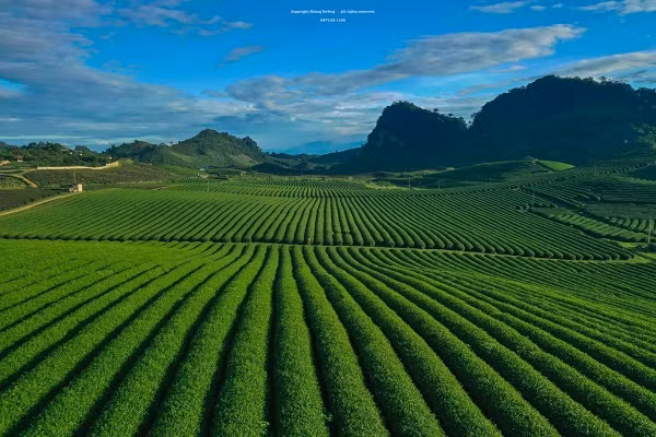 Me man khung canh doi che Moc Chau voi goc nhin tu tren cao-Hinh-13