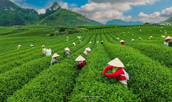 Me man khung canh doi che Moc Chau voi goc nhin tu tren cao-Hinh-8