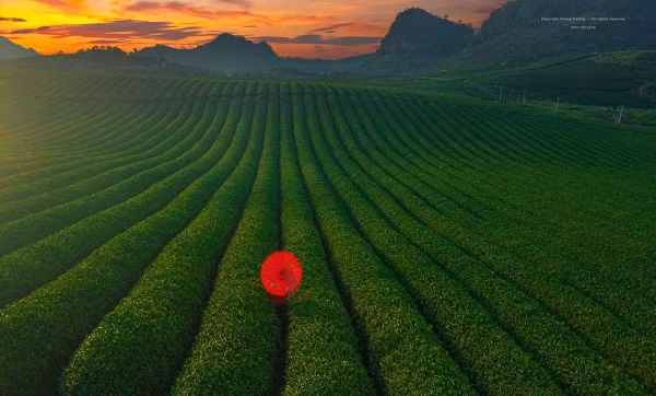 Me man khung canh doi che Moc Chau voi goc nhin tu tren cao-Hinh-11