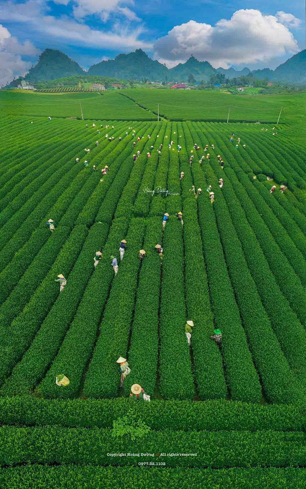 Me man khung canh doi che Moc Chau voi goc nhin tu tren cao-Hinh-2