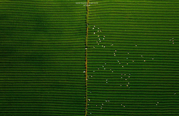 Me man khung canh doi che Moc Chau voi goc nhin tu tren cao-Hinh-6