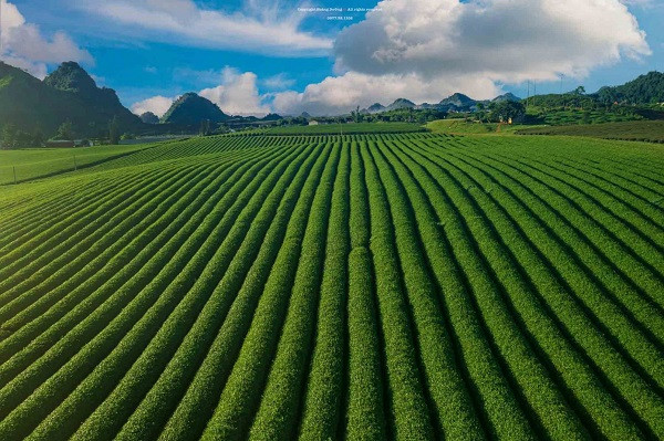 Me man khung canh doi che Moc Chau voi goc nhin tu tren cao-Hinh-3