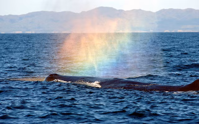 Xem ca voi phun nuoc tao cau vong tuyet dep