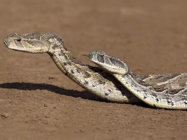 Cac loai ran lon von tren Trai dat tu khi nao?-Hinh-2