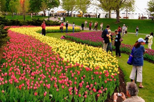 Lễ hội hoa tulip được tổ chức vào tháng 5 hàng năm tại thủ đô Ottawa, Canada. Đây được coi là lễ hội hoa tulip lớn nhất thế giới.