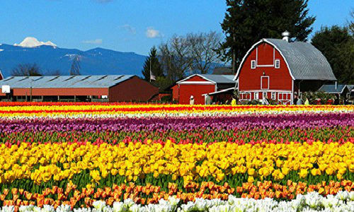 Lễ hội hoa tulip ở thung lũng Skagit, Washington, Mỹ kéo dài suốt tháng tư. Lễ hội bắt đầu từ năm 1984.