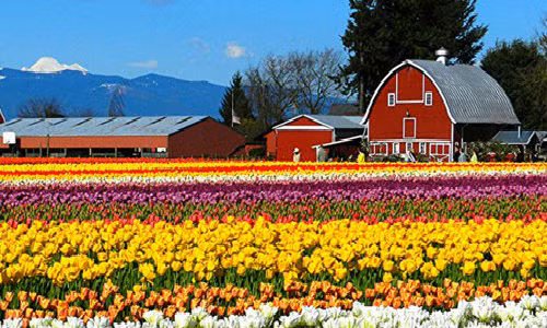 Lễ hội hoa tulip ở thung lũng Skagit, Washington, Mỹ kéo dài suốt tháng tư. Lễ hội bắt đầu từ năm 1984.