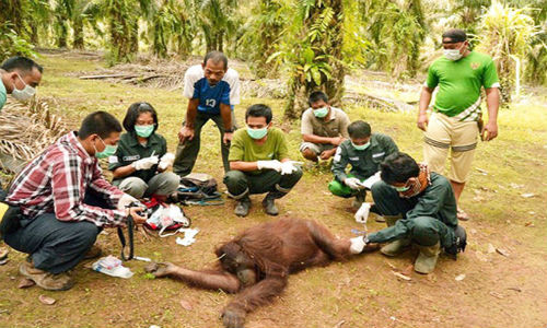 Các tình nguyện viên của Quỹ bảo tồn đười ươi Borneo đã được huy động đến làng Nehas Liah Bing để cứu chữa cho những con đười ươi bị ngạt và ốm vì khói. (Ảnh: Jakarta Post)