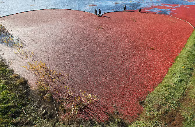 Cảnh thu hoạch quả nam việt quất tại một đồn điền ở Pinsk, vùng Brest, Belarus.