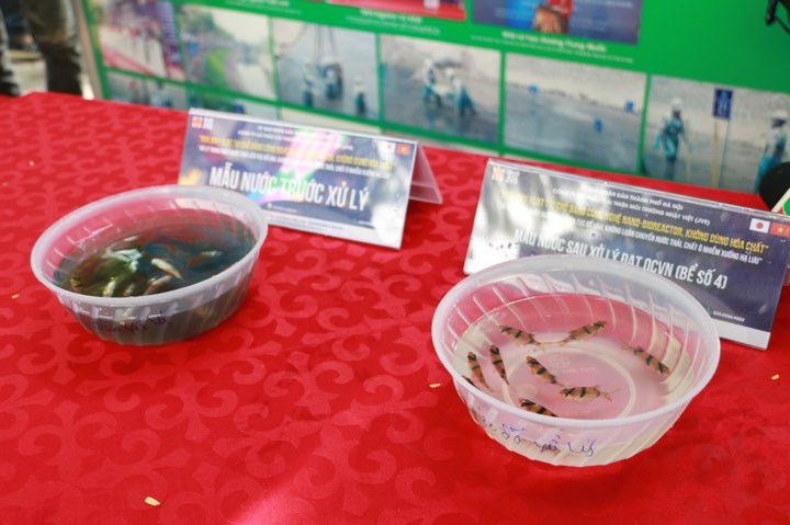 Can canh ca chep Nhat Ban boi o song To Lich-Hinh-2