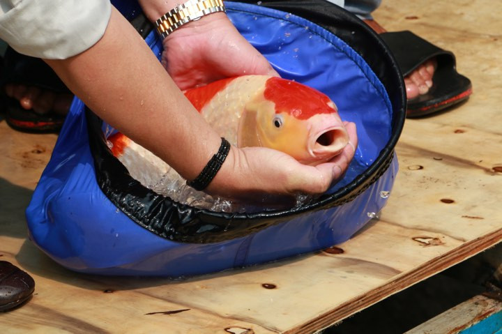 Cá chép Nhật Bản (cá Koi).