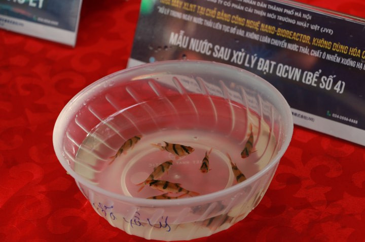Kết quả thu được, cá trong mẫu thử nước sau xử lý vẫn bình thường.