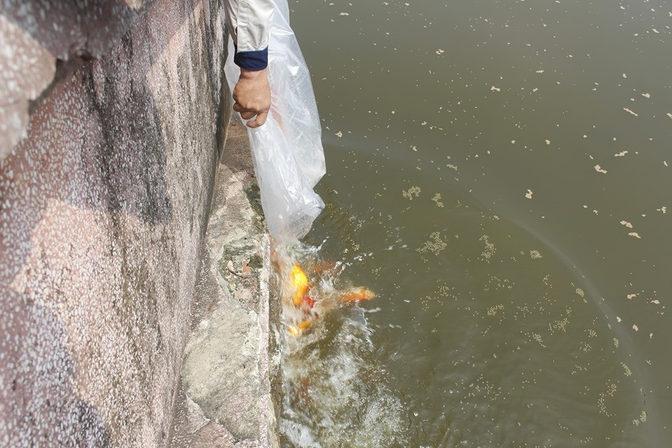 Vào sáng cùng ngày, công ty JVE tiếp tục thả cá vào khu vực thí điểm làm sạch nước bằng công nghệ Nano - Bioreactor ở hồ Tây.