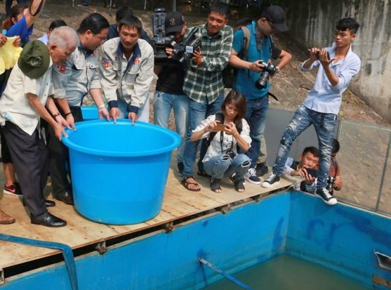 Sau khi kiểm tra các mẫu thử đạt kết quả tốt, đại diện công ty JVE cùng các chuyên gia đã trực tiếp thả cá xuống Tô Lịch.