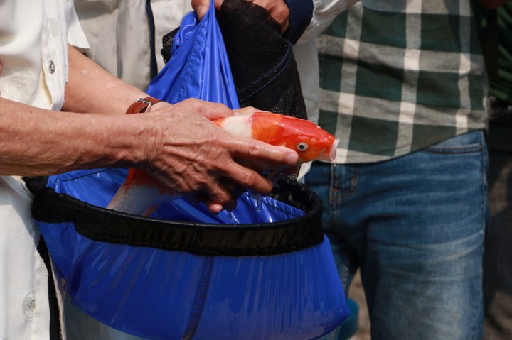 Hình ảnh thả cá vào sông Tô Lịch vào sáng nay.