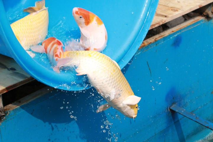 Ngoài việc thả cá vào bể nước sau khi xử lý bằng công nghệ Nano - Bioreactor Nhật Bản, công ty JVE còn thả hàng chục con cá trực tiếp xuống sông Tô Lịch.