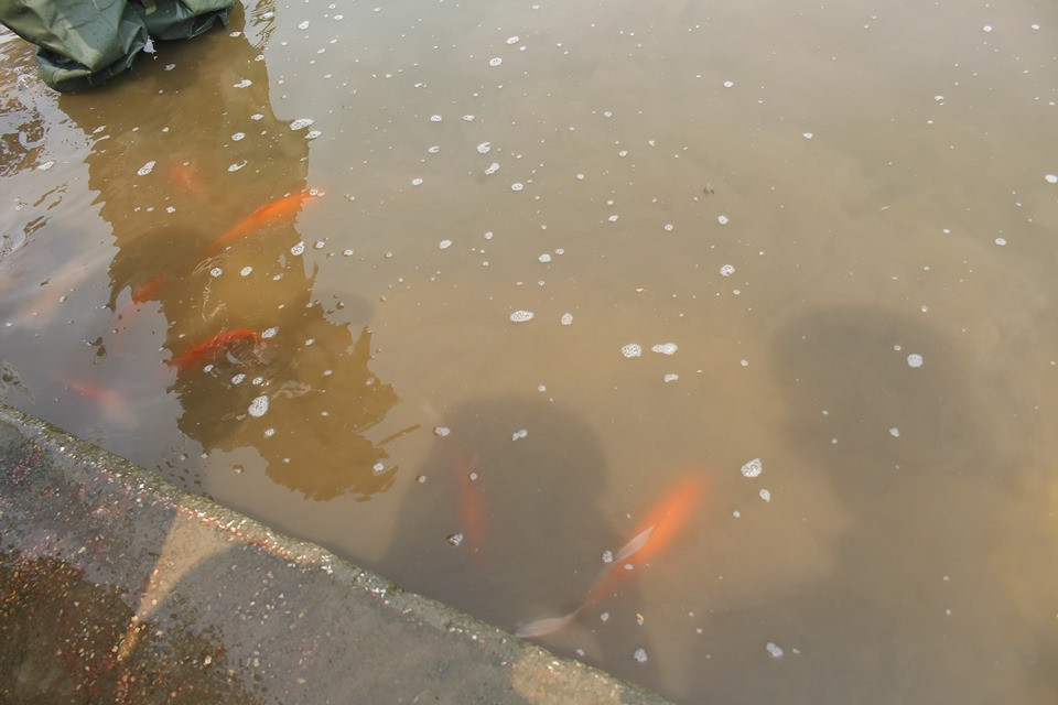 Hình ảnh những con cá được thả xuống Hồ Tây.