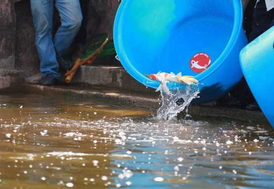 Theo đại diện công ty JVE cho biết, việc thả cá vào khu vực xử lý nước bằng công nghệ Nano - Bioreactor của Nhật Bản sông Tô Lịch, Hồ Tây là để chứng minh rằng chất lượng nước sau xử lý là sạch, đảm bảo an toàn và môi trường sống cho cá, sinh vật.