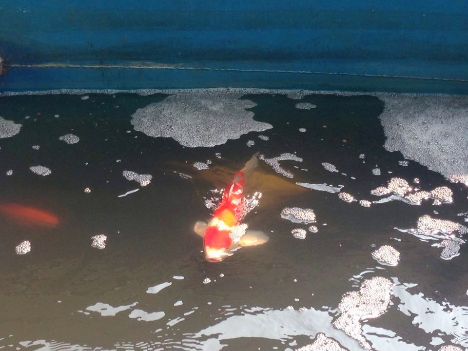 Dan ca Koi Nhat Ban the nao sau 2 ngay tha xuong song To Lich?-Hinh-3