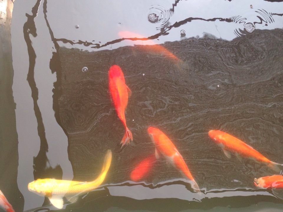 Có nhiều con cá tập trung vào một góc bể.