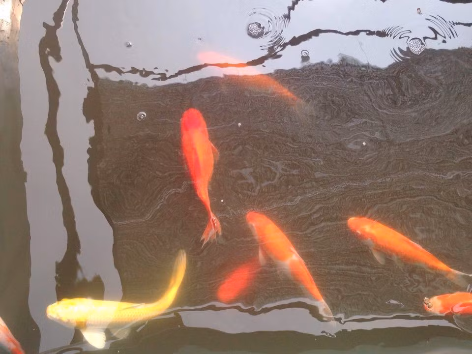 Có nhiều con cá tập trung vào một góc bể.