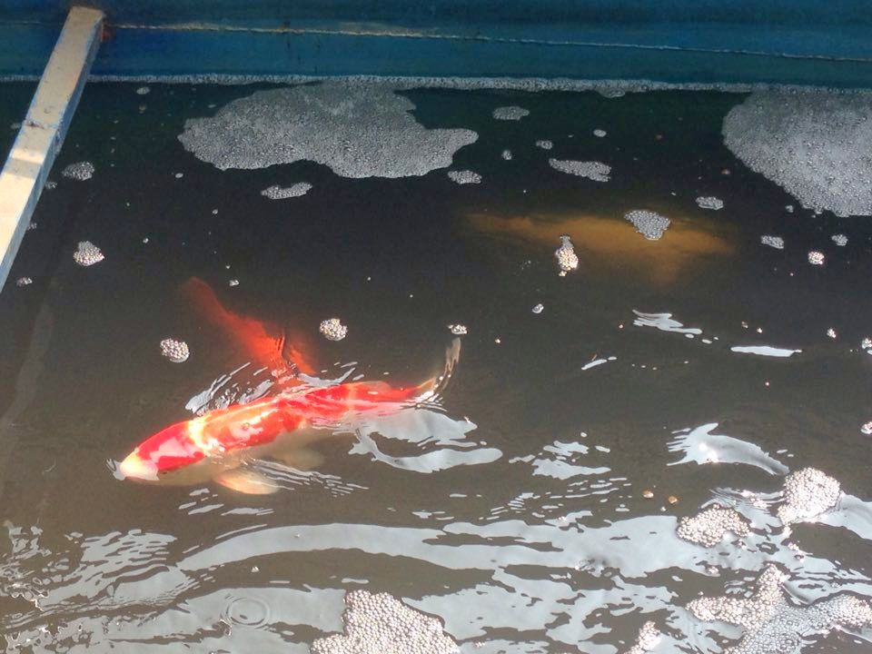 Nhiều con bơi rất khỏe.