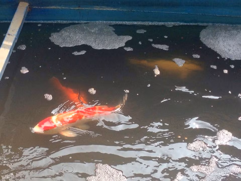 Nhiều con bơi rất khỏe.