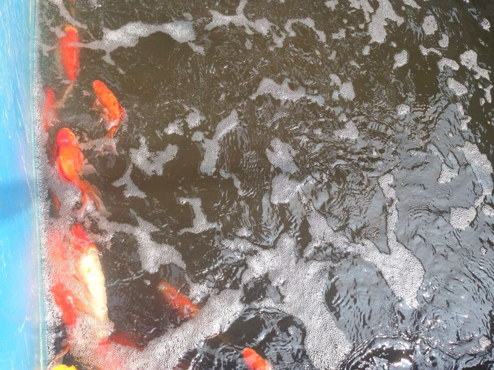 Đàn cá bơi theo dòng nước chảy được tạo bởi máy sục khí được lắp trước đó.