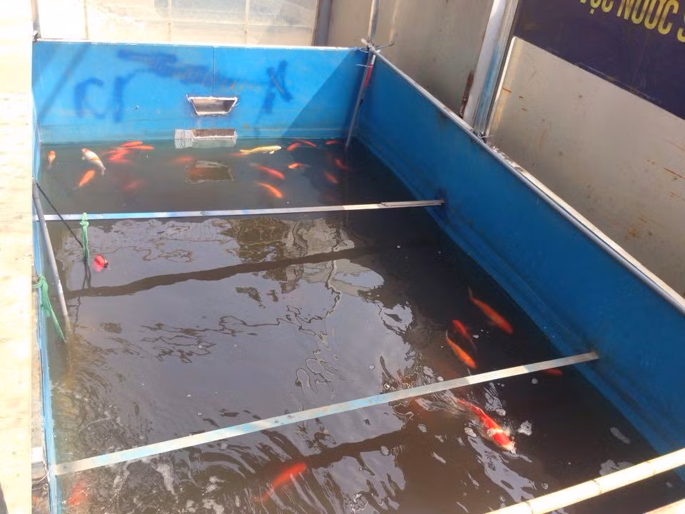 Dan ca Koi Nhat Ban the nao sau 2 ngay tha xuong song To Lich?