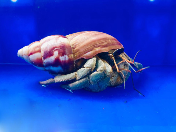 Ốc này dễ nuôi, dễ chăm sóc, không tốn kém phù hợp với những người trẻ bận rộn mà vẫn thích nuôi thú cưng. Theo Kim Phụng, ốc mượn hồn có nhiều loại khác nhau, có cả loại trong nước và nhập khẩu. Và mỗi loại đều khác về màu sắc, càng, đốt chân, râu, mắt… nên sẽ mang vẻ đẹp khác nhau. Tuy nhiên, những con ốc mượn hồn có nguồn gốc ở nước ta giá bao giờ cũng rẻ hơn nhiều so với loại ốc nhập khẩu. “Loại ốc trong nước giá có thể chỉ 5.000 đồng/con, hoặc vài chục đến vài trăm nghìn đồng một con. Nhưng các loài nhập khẩu giá có thể lên đến 2-3 triệu đồng/con vẫn có rất nhiều người mua. Thậm chí, nhiều khách hàng còn mua hàng vài chục con ốc về bỏ bể kính nuôi làm cảnh”, Phụng cho hay.