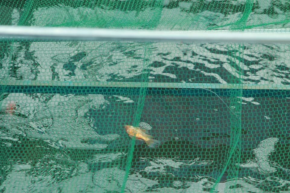 Ca Koi Nhat Ban chet khi tha xuong nuoc song To Lich-Hinh-6